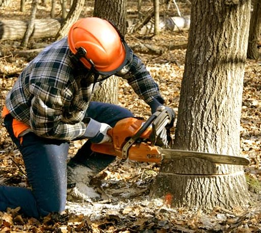 Tree Removal in Smithfield, ME